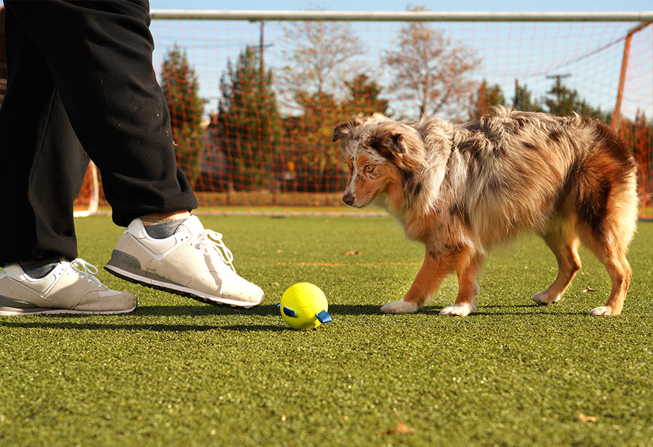 Hartz Dura Play Sports Soccer Ball Dog Toy. One of many Hartz toys for dogs.