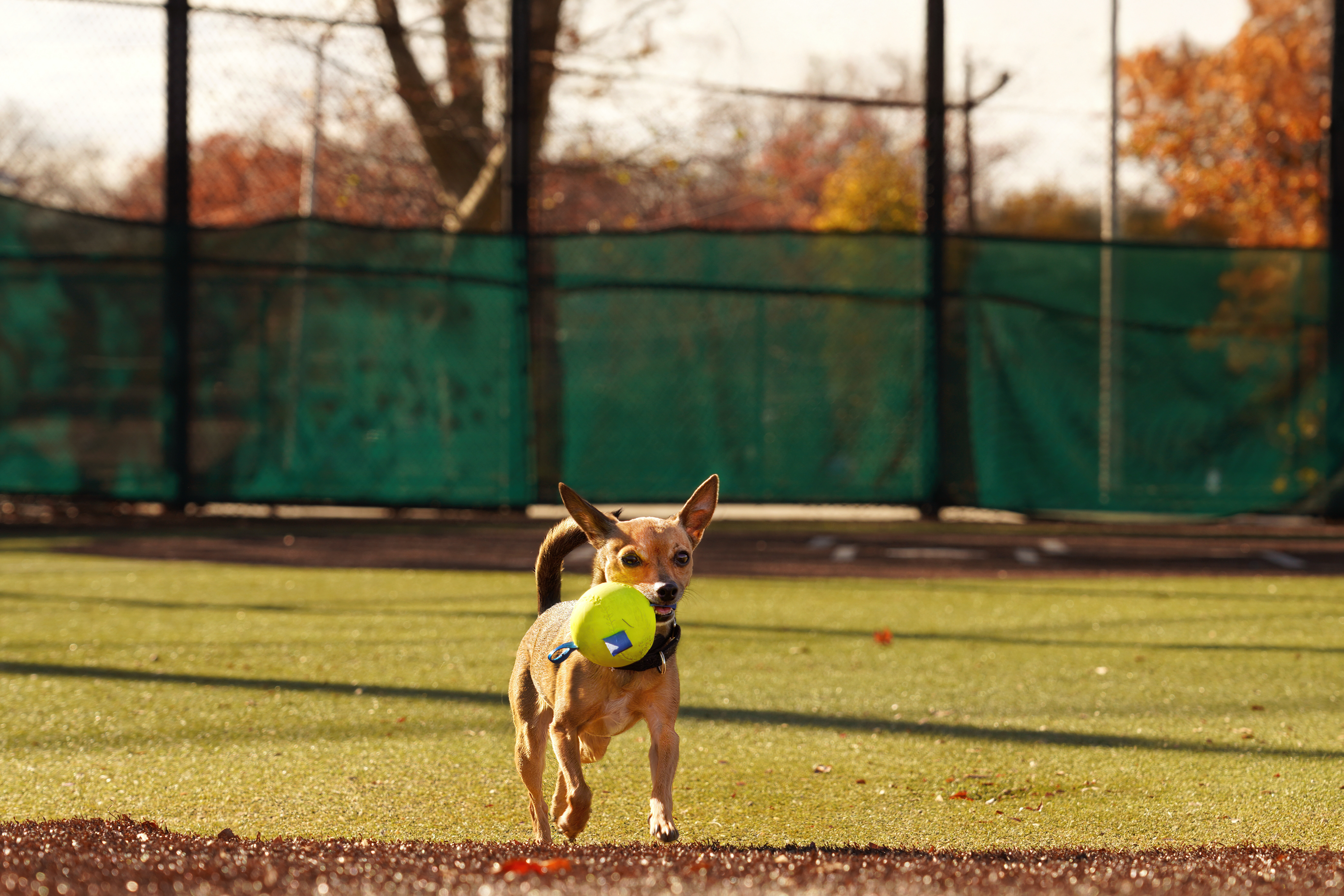 Hartz Dura Play Sports Baseball Dog Toy. One of many Hartz toys for dogs.