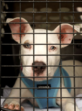 Hartz loving paws supports pilots to the rescue.