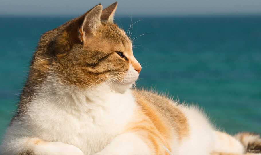 Keep your cat cool during the summer months.