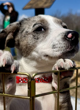 Hartz loving paws. Caring for pets in need.