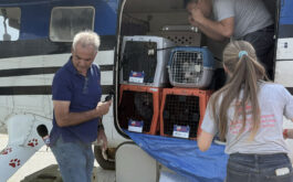 Hartz Loving Paws and Pilots to the Rescue work at transporting pets in need.