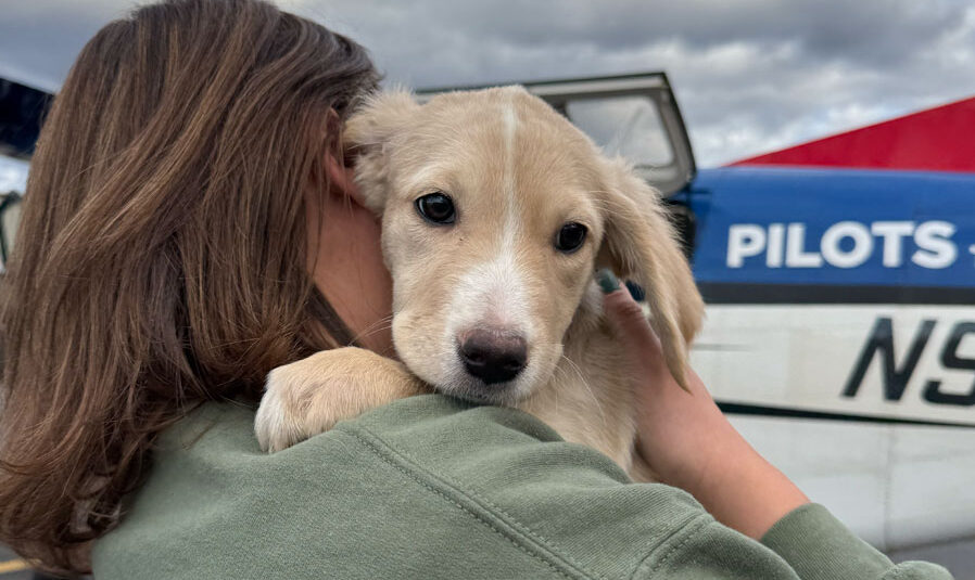 October 25, 2025 Hartz worked with Pilots to the Rescue to bring pets from shelters in the south to the north.