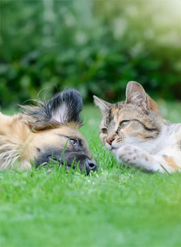 Hartz highlights it commitment to sustainability.