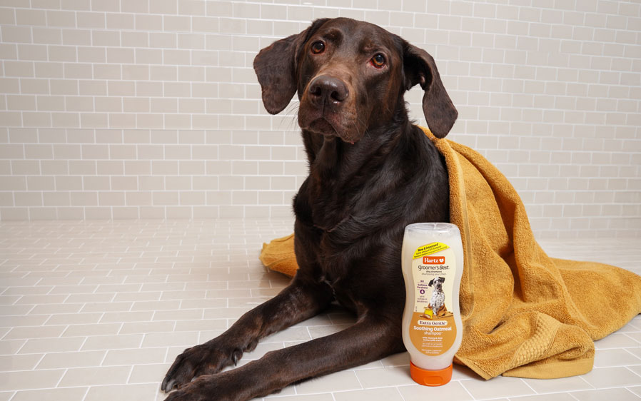 Hartz groomers best oatmeal shampoo for dogs.