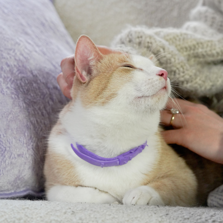 cat flea & tick prevention.