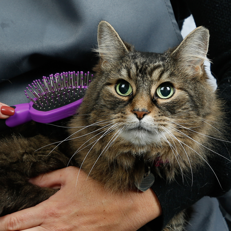cat grooming products