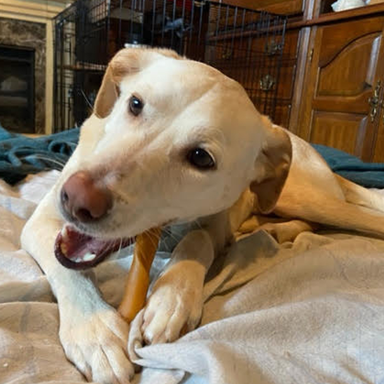 hartz dog chews and dog treats
