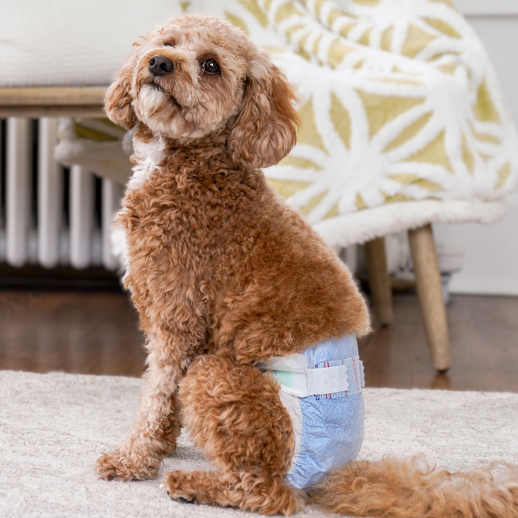 hartz dog diapers and wraps