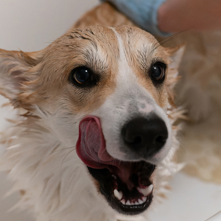 hartz dog grooming
