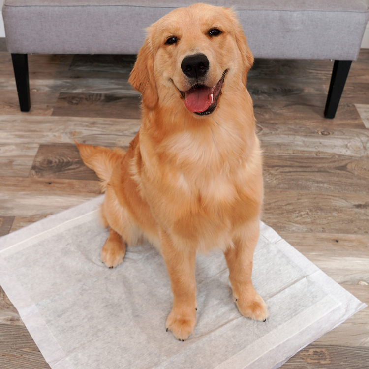 hartz dog pads