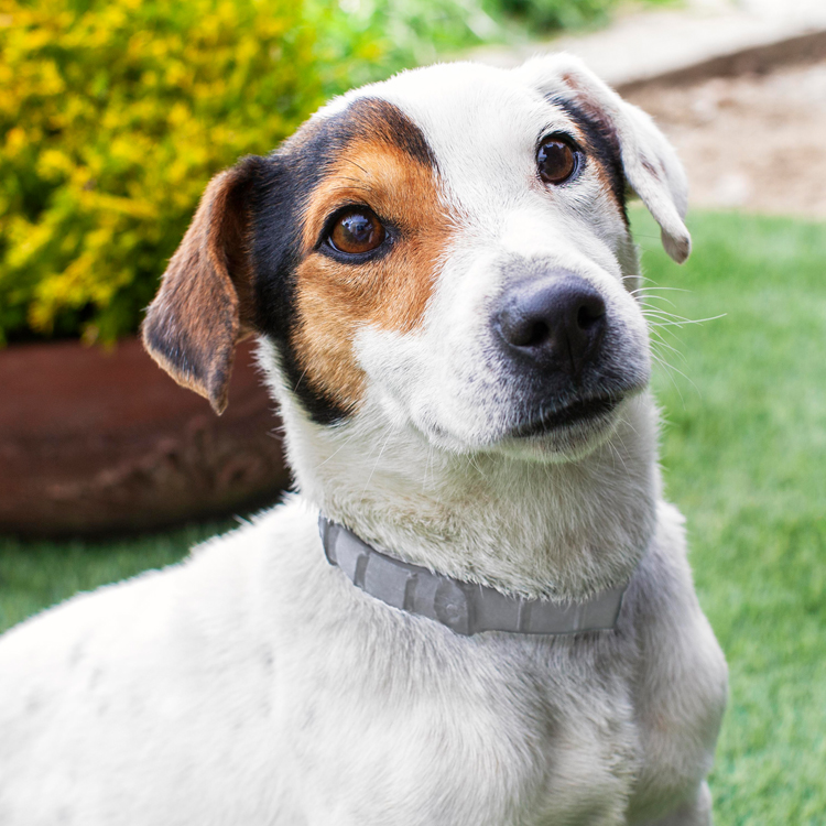 hartz flea and tick products for dogs