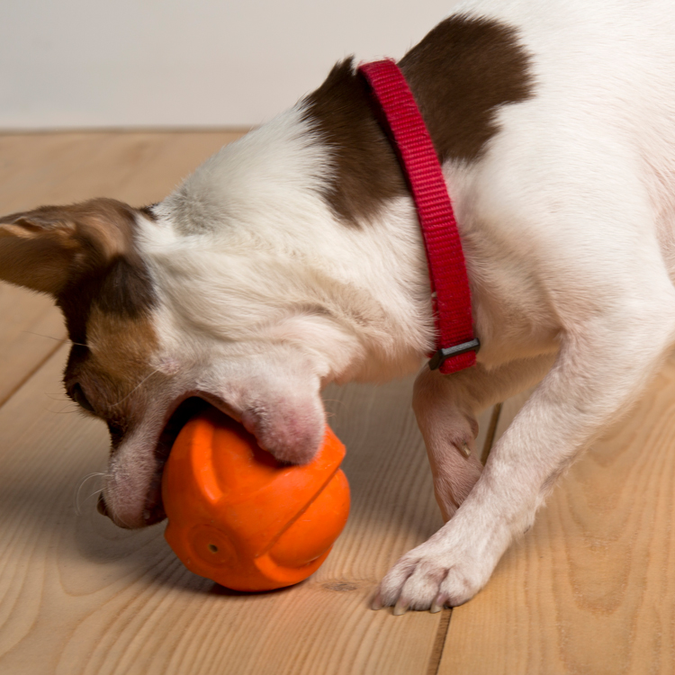 hartz dog toys