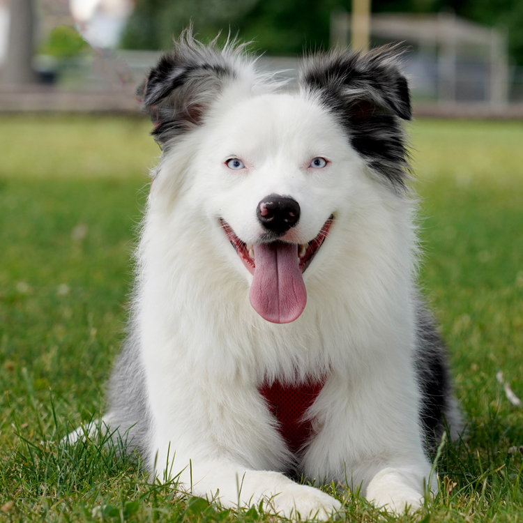 hartz dog health and wellness