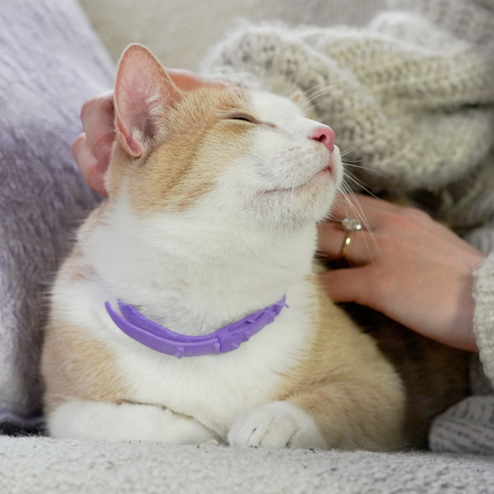 hartz cat flea and tick products
