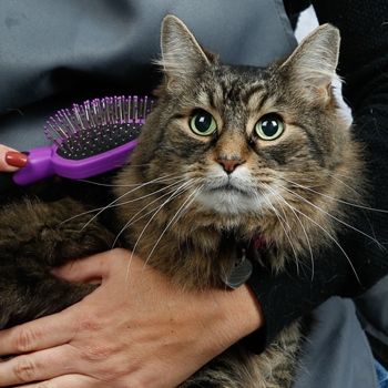 hartz cat grooming products