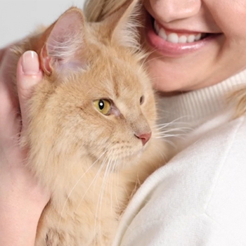 hartz cat health and wellness products