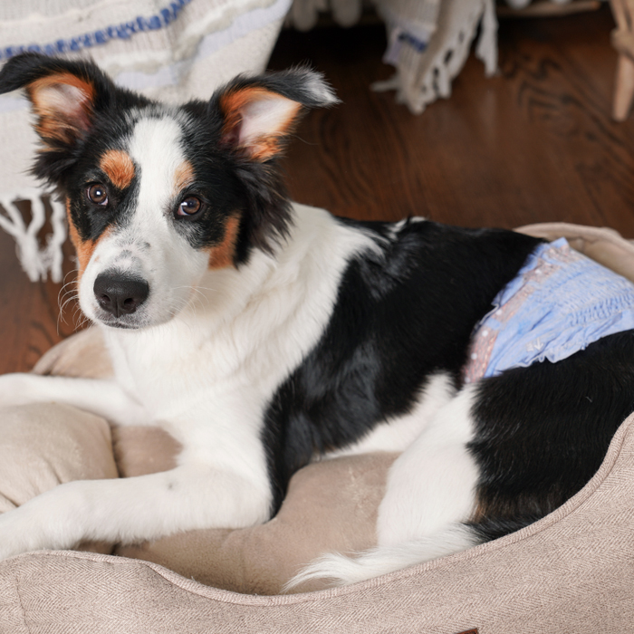 hartz diapers and wraps for dogs