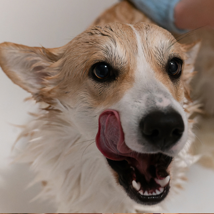 hartz dog grooming products