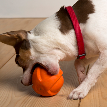 hartz dog toys