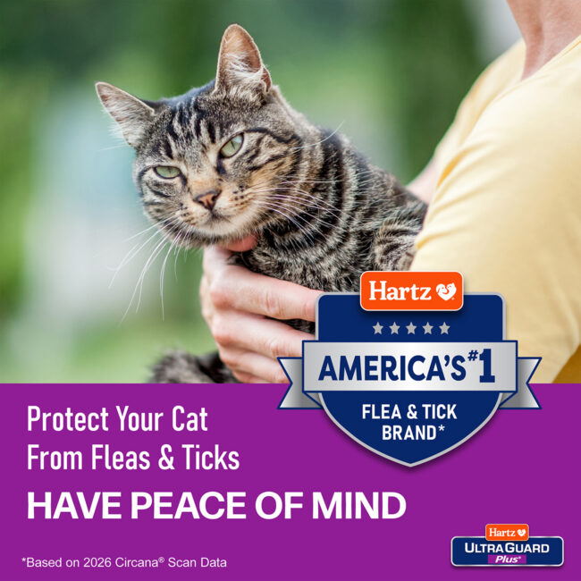 Protect your cat. Have a peace of mind