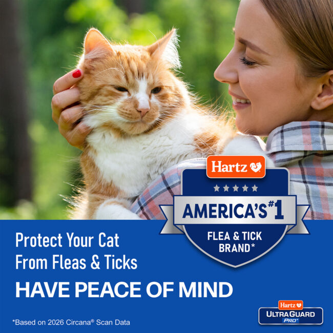 Protect your cat from fleas and ticks